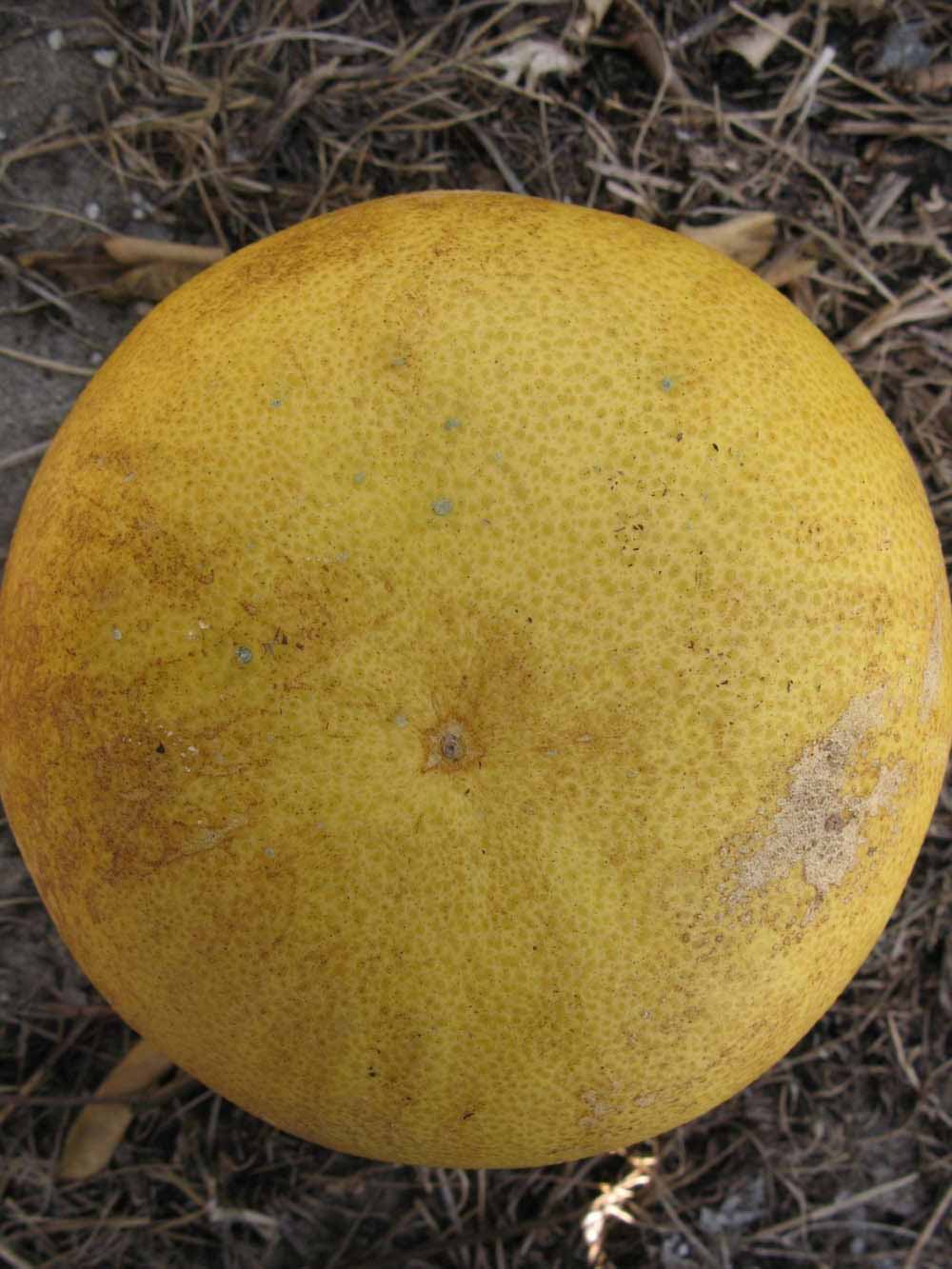              Fruit (Winter Haven, FL)       